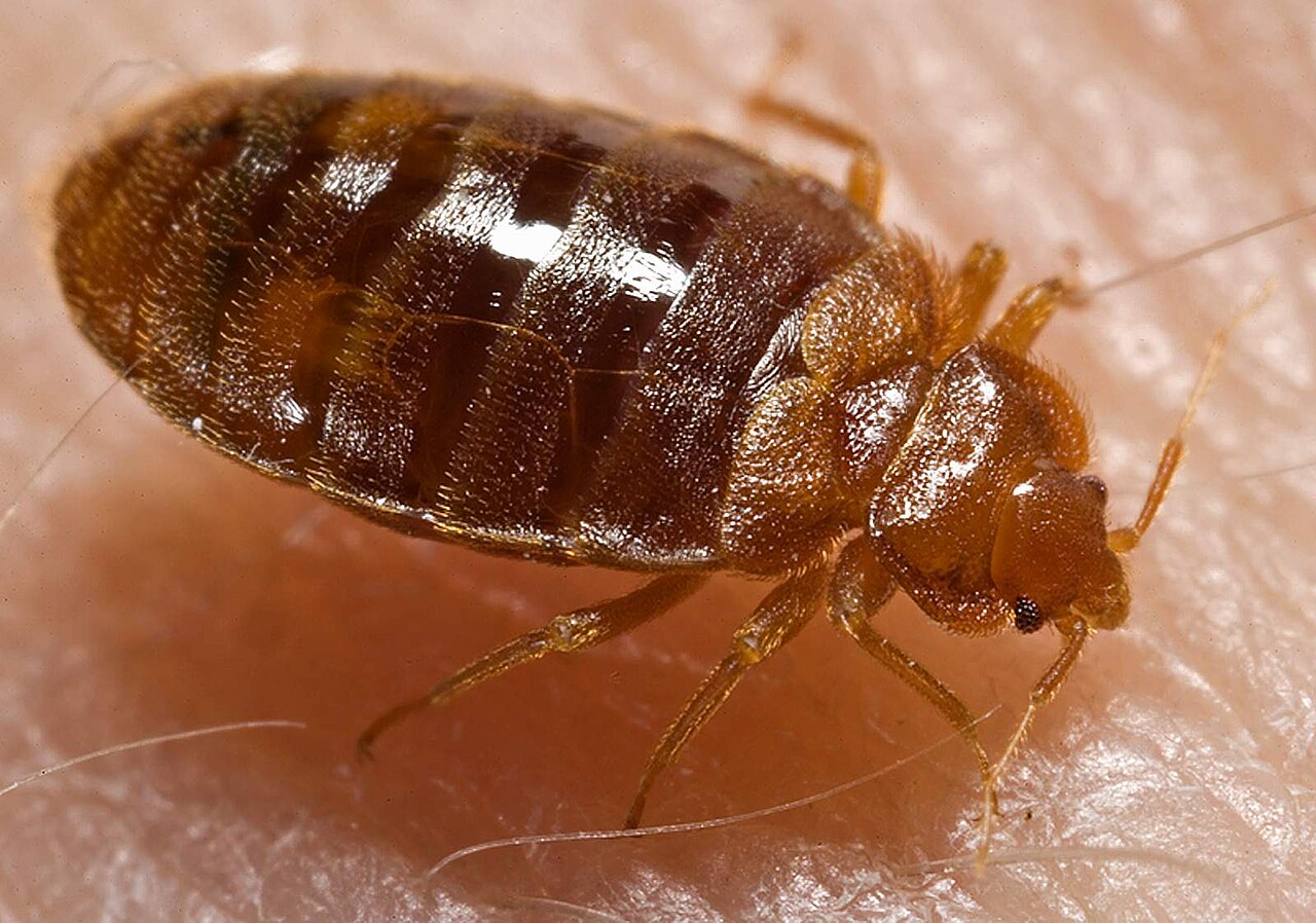 Bed bug adult