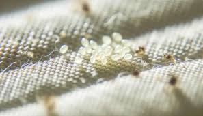 Bed bug eggs in mattress seam