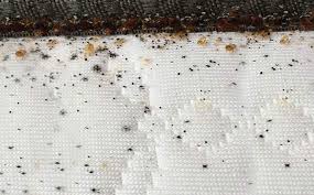 Bed bug fecal spots and shed skins on wood