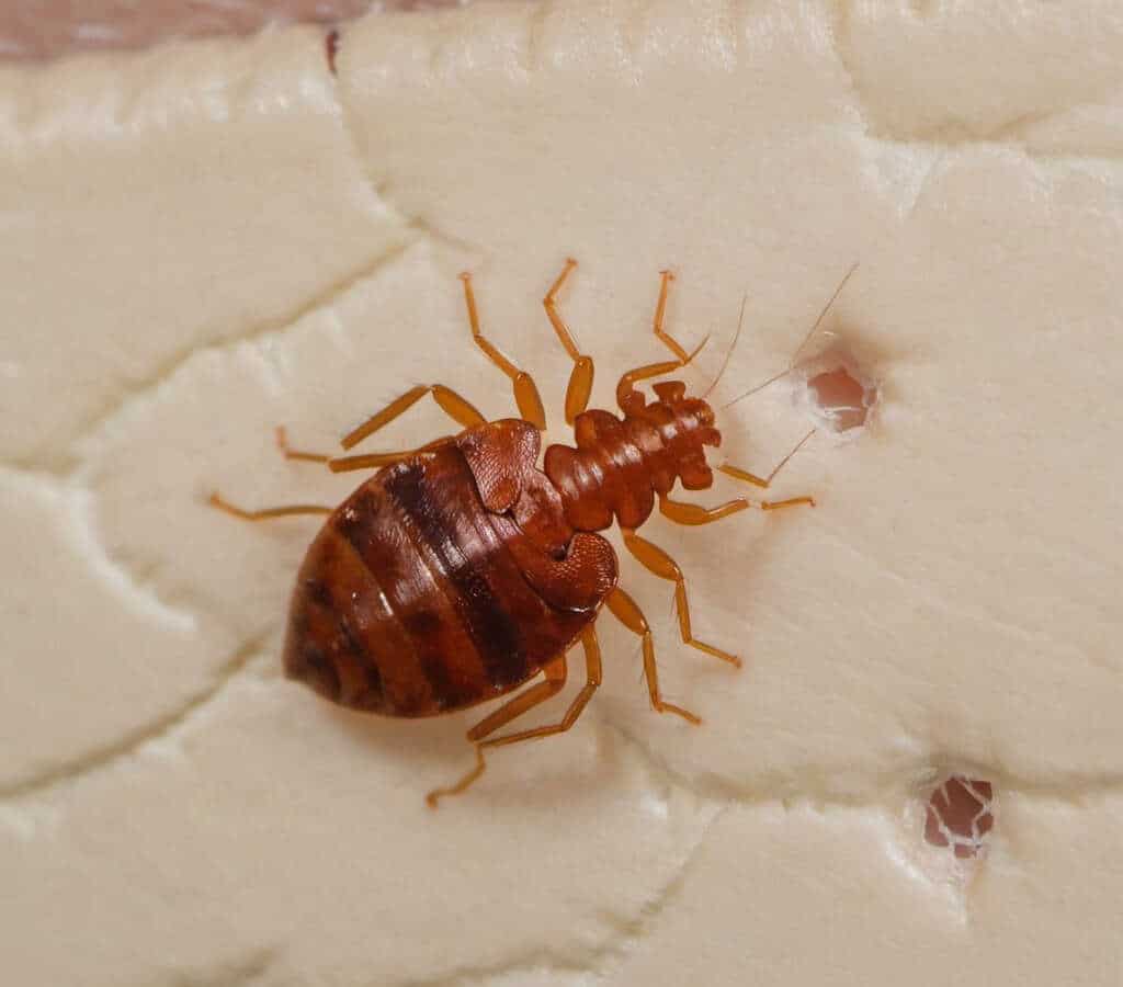 Older bed bug nymph stage