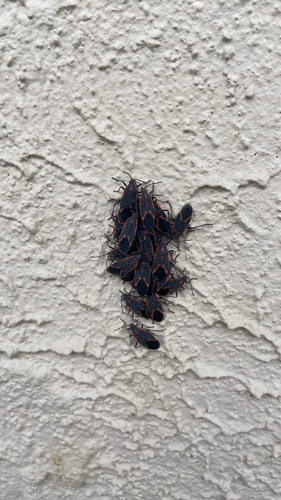 Early Nymph