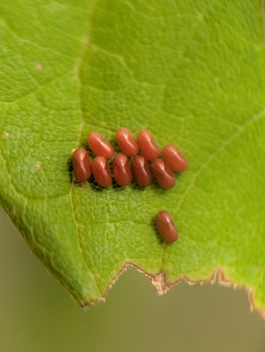 Eggs