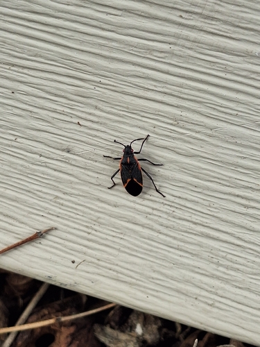 Late Nymph