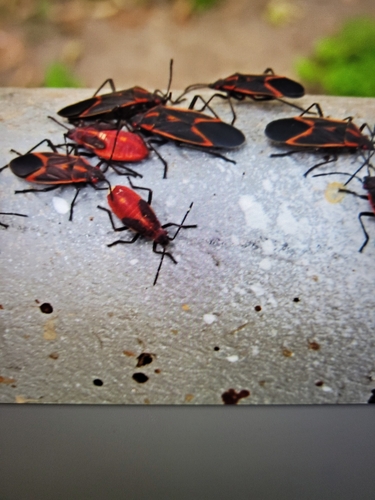 Boxelder bug