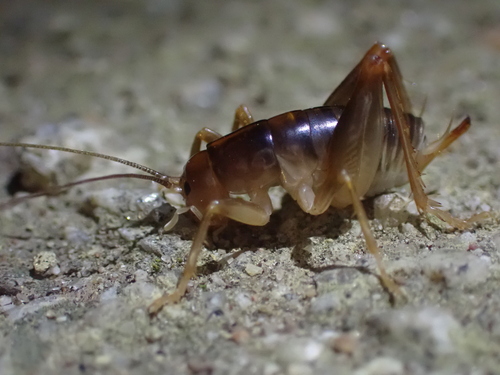 Camel Cricket Adult