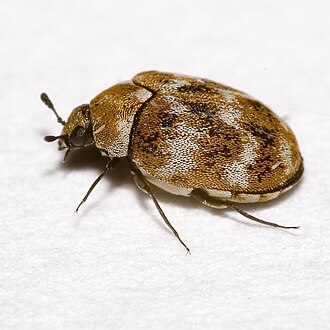 Carpet beetle adult