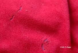 Carpet beetle larva damage on wool fabric