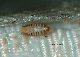 Carpet beetle cast larval skins in closet