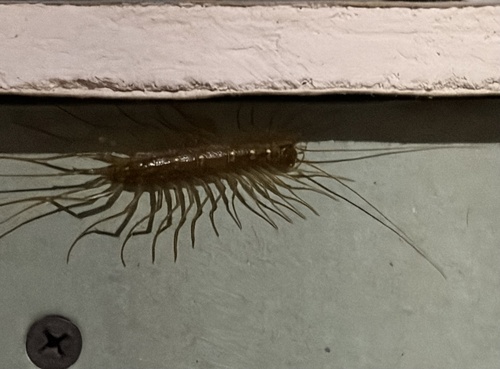 House centipede