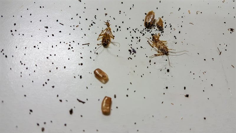 Cockroach droppings and frass