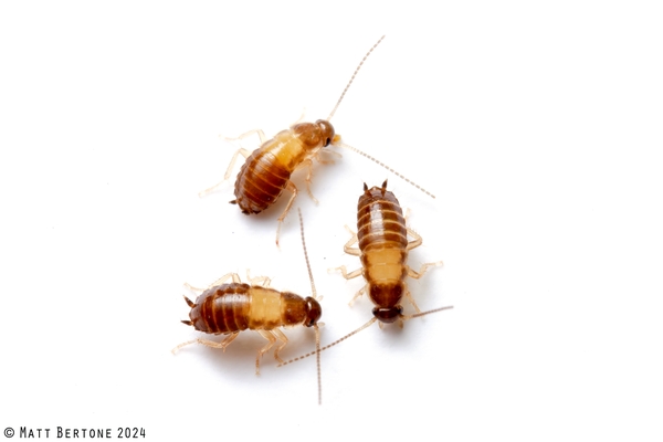 First instar German cockroach nymph