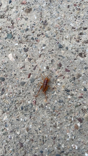 Camel cricket