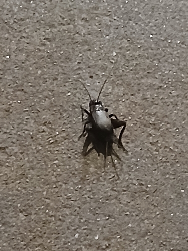 Early Nymph