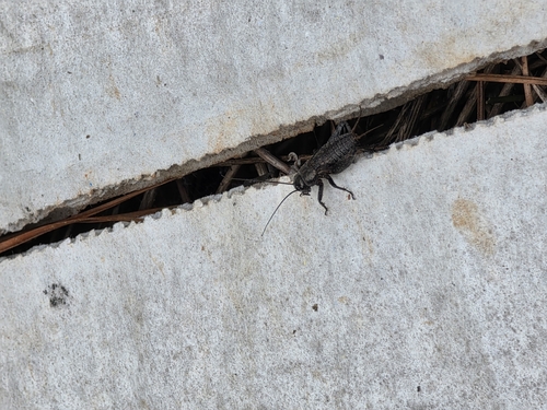 Late Nymph