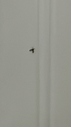 Drain Fly Eggs