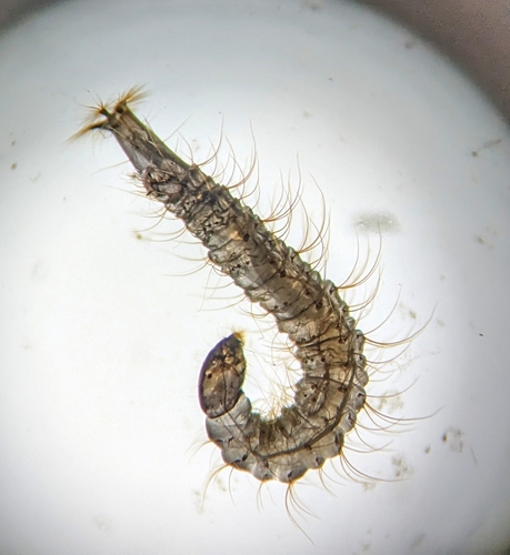 Drain Fly Larva