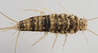 Firebrat Thermobia domestica near heat source