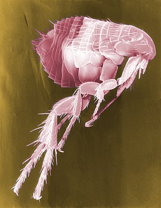 Adult cat flea Ctenocephalides felis