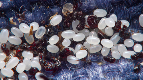 Cat flea eggs on pet fur and carpet