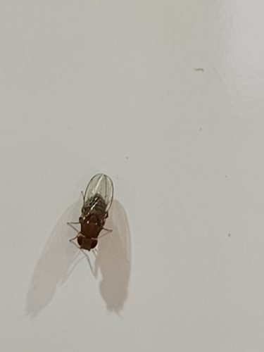 Adult Fruit Fly