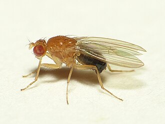 Fruit Fly Larva