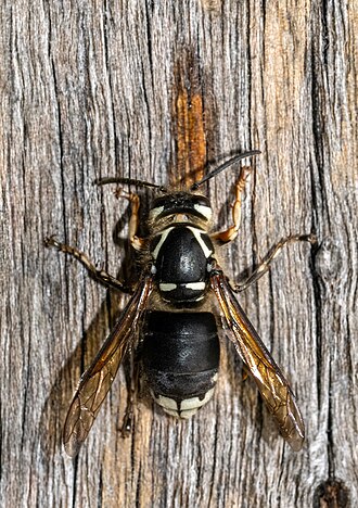 Bald-faced hornet and paper nest