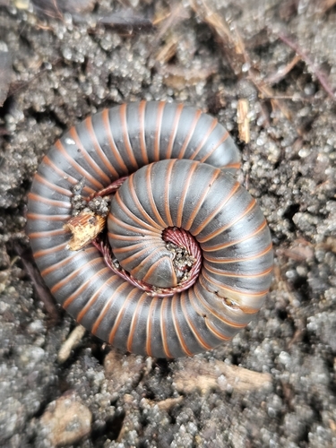 Millipede