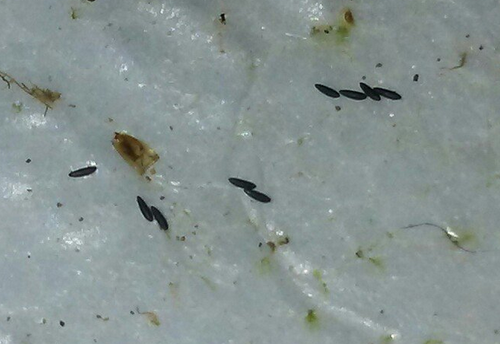 Aedes albopictus eggs on surface
