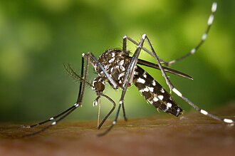 Aedes albopictus Asian tiger mosquito biting