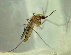 Adult Culex pipiens common house mosquito