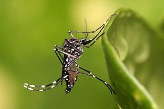 Culex mosquito egg raft on water