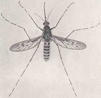 Mosquito larvae wrigglers in water