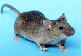 Adult house mouse Mus musculus
