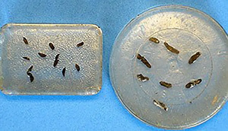 Mouse droppings and gnaw damage