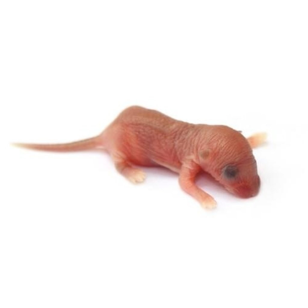 Newborn hairless pinky mice