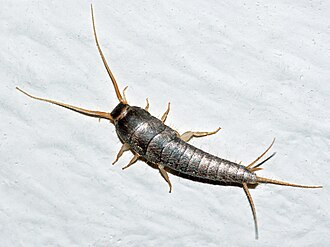 Silverfish damage to paper and cardboard