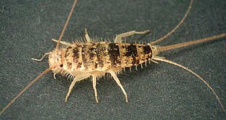 Silverfish eggs in crack