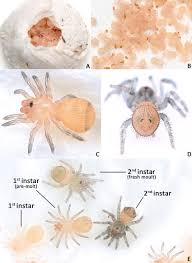 Spiderlings dispersing from egg sac