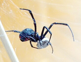 Northern black widow Latrodectus variolus female