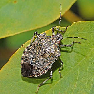 Adult brown marmorated stink bug Halyomorpha halys