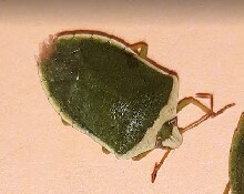 Mid-stage stink bug nymph 2nd and 3rd instar