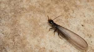 Termite swarmers alates with wings