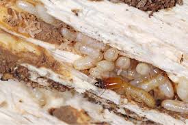 Termite eggs in colony