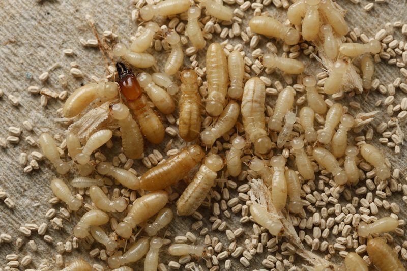 Termite larva and nymph