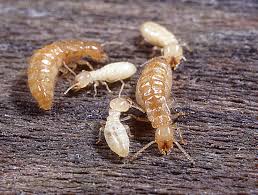 Termite larva and nymph