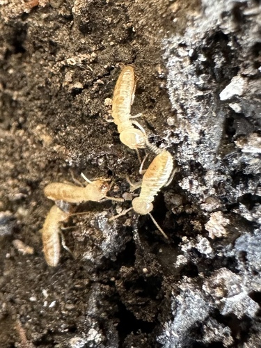 Soldier termite with mandibles