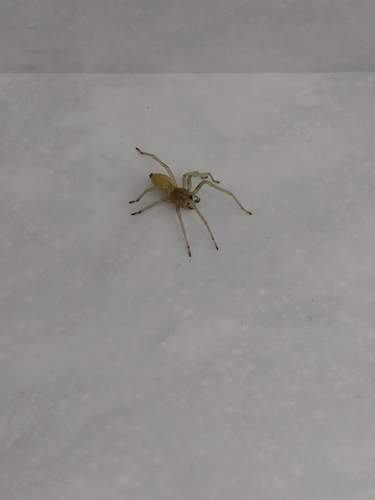 Yellow sac spider Cheiracanthium mildei